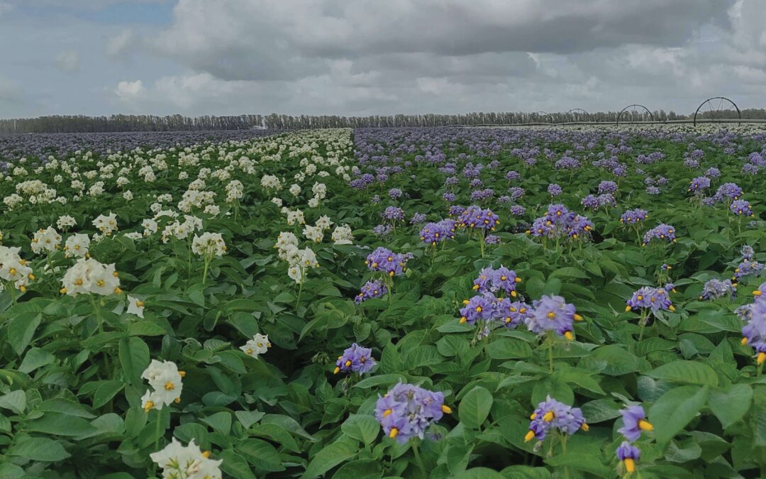 Certificación a las buenas prácticas agrícolas