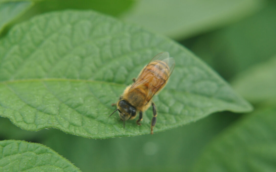 El rol de las abejas en el campo