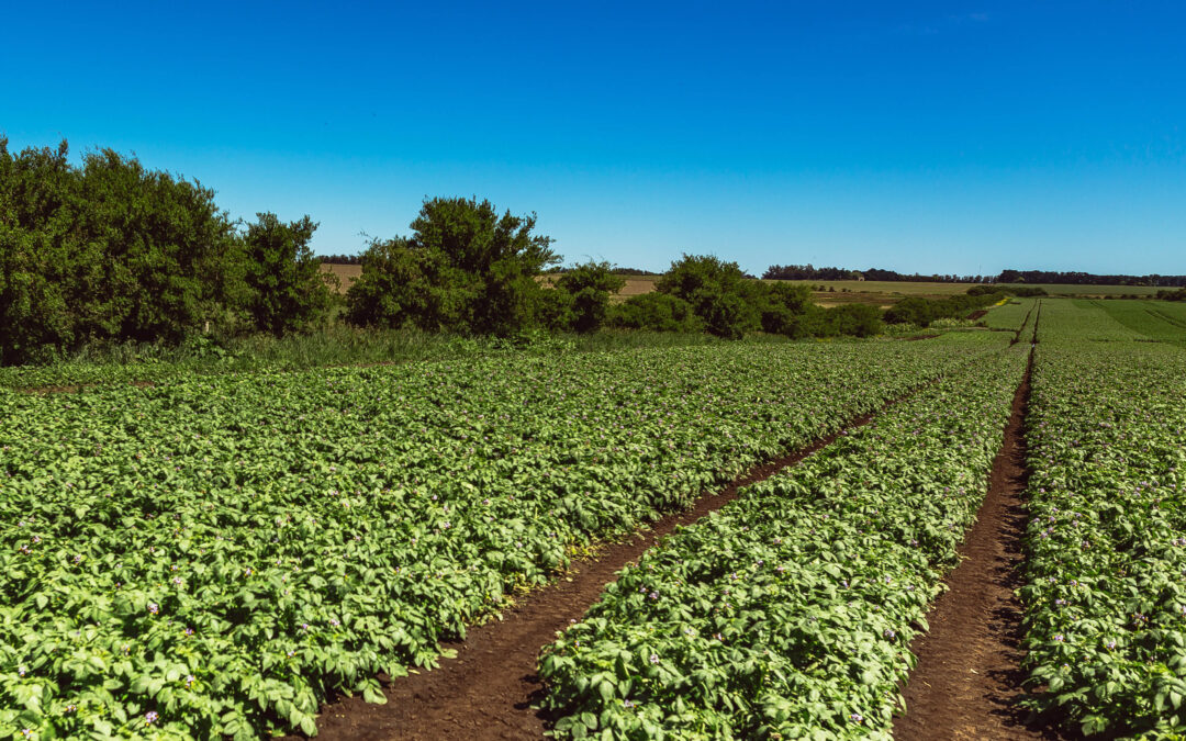 El cultivo de papa en Argentina