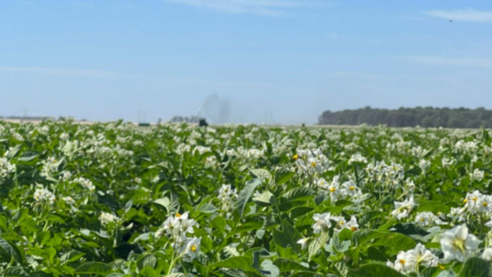 Campo de papa en flor