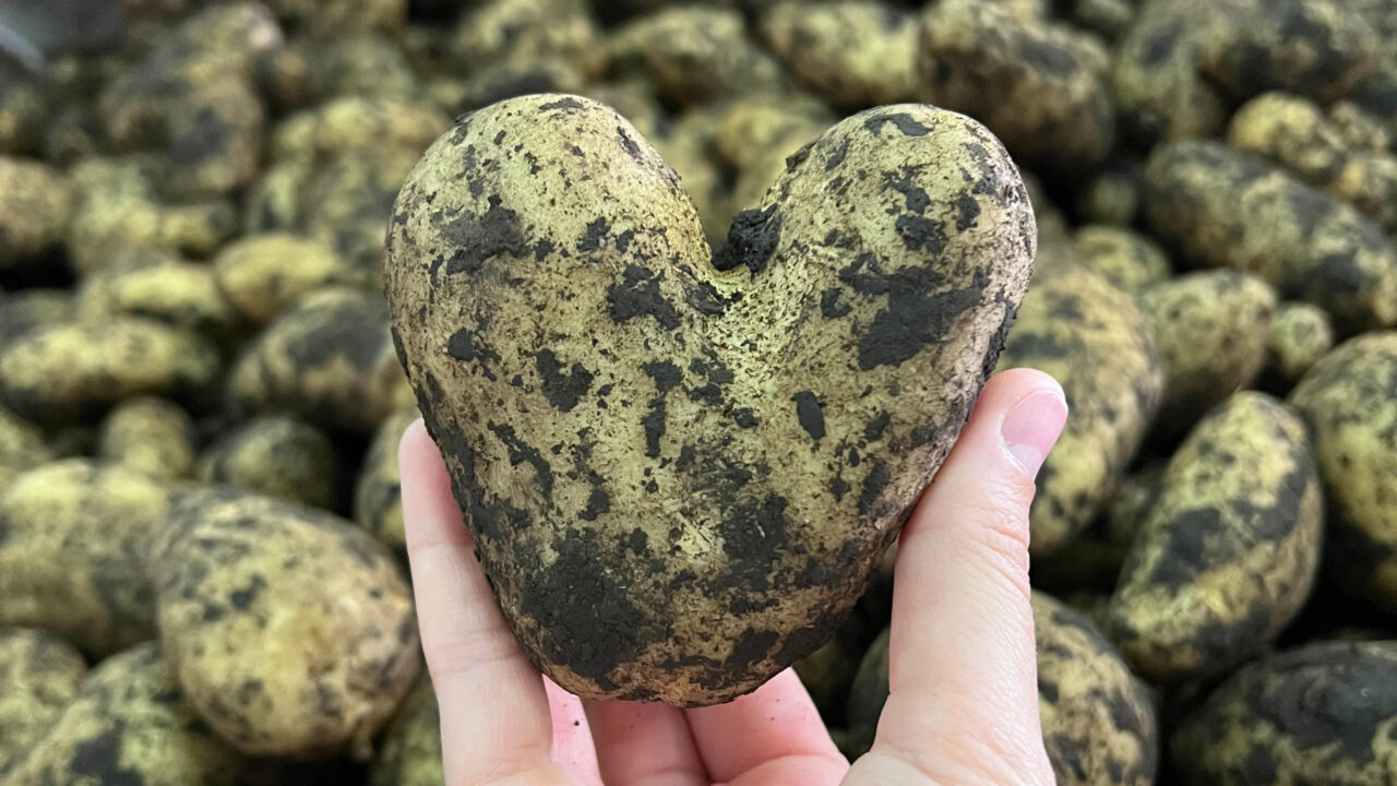 30 de Mayo Día Internacional de la Papa El Parque Papas