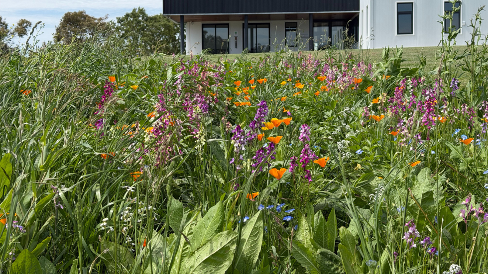 Un primer plano de un paisaje con flores y detrás una edificación