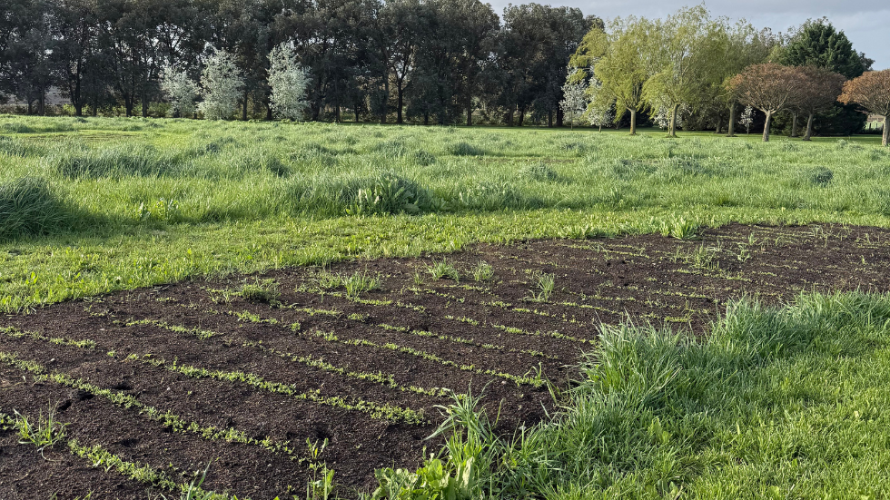 Campo con un sector donde se realizó un pequeño movimiento de suelo y se sembraron semillas