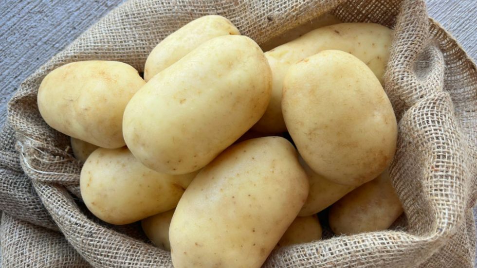 Cultivo de papa Donata en El Parque Papas