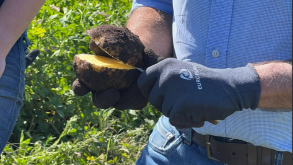 Nuestra alianza con Europlant: low input varieties para una producción de papa más sostenible