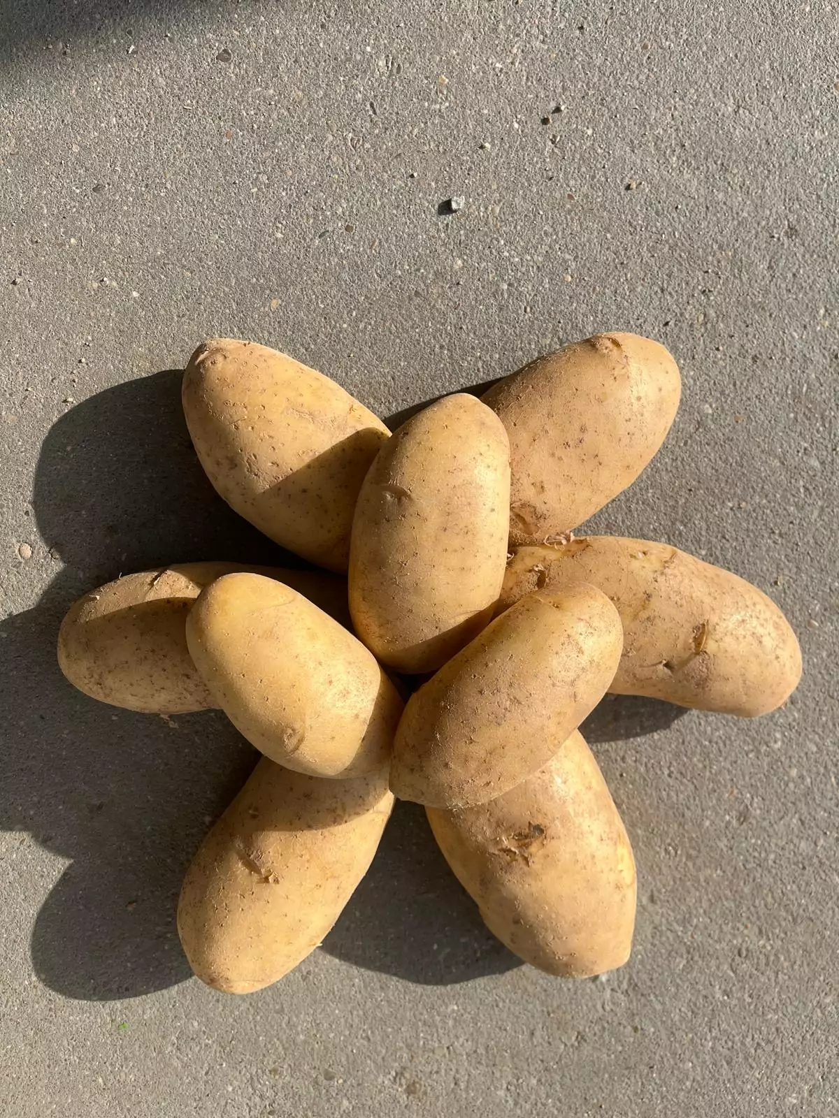 Papa variedad Spunta para el mercado fresco