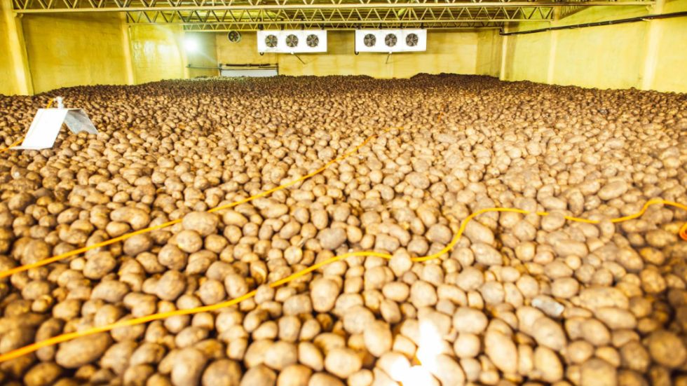 Del campo a la cámara: cómo preservamos la calidad de la papa durante el almacenamiento