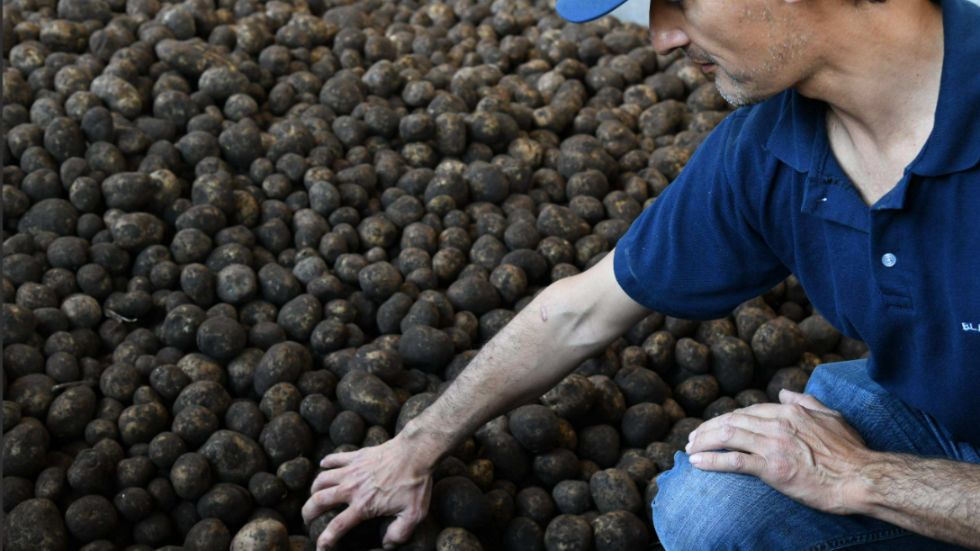 Un buen almacenameinto conserva la calidad de la papa durante meses