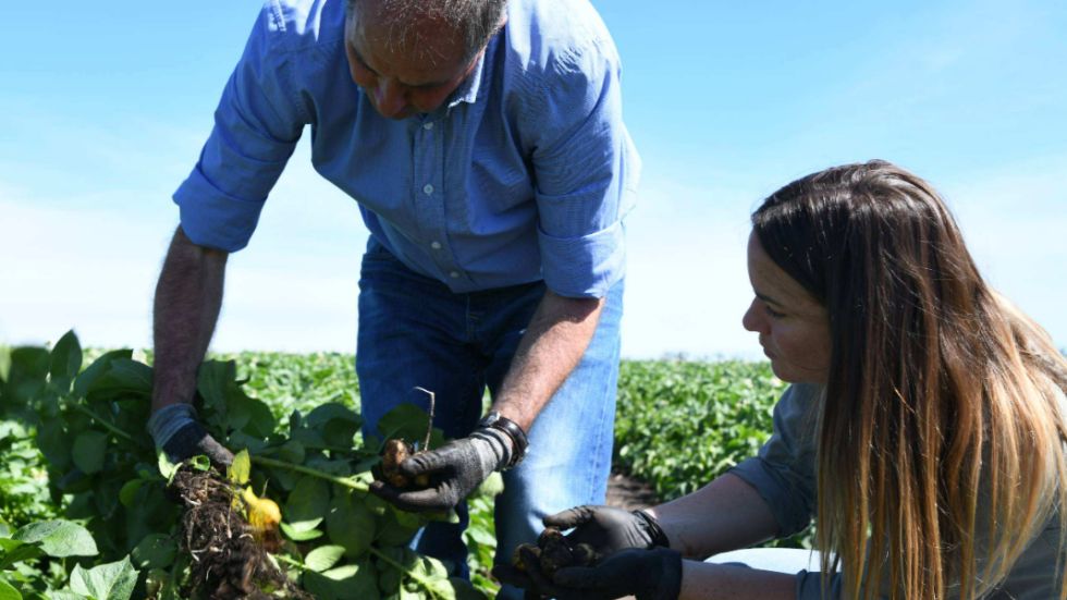 Agricultura sostenible en la producción de papa