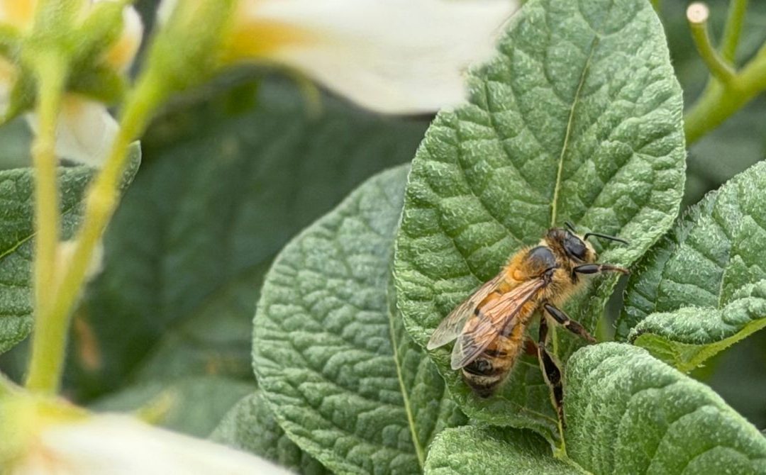 Biodiversidad y polinizadores: por qué son clave para una agricultura sustentable